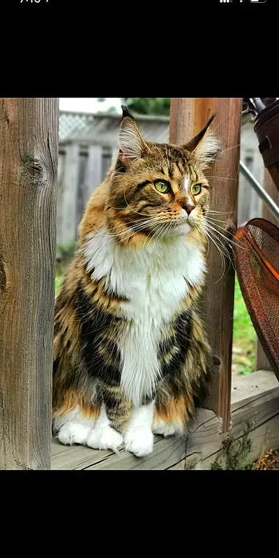 Cat, Felidae, Carnivore, Small To Medium-sized Cats, Whiskers, Wood, Snout, Tree, Furry friends, Grass, Domestic Short-haired Cat, Window, Terrestrial Animal, Trunk, Claw, Sitting, Maine Coon, Paw, Plant