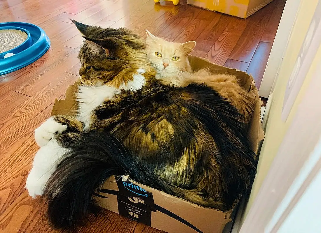 Cat, Carnivore, Yellow, Comfort, Whiskers, Felidae, Small To Medium-sized Cats, Tail, Furry friends, Box, Shipping Box, Wood, Domestic Short-haired Cat, Maine Coon, Hardwood, Lap, Cardboard, Claw, Packaging And Labeling