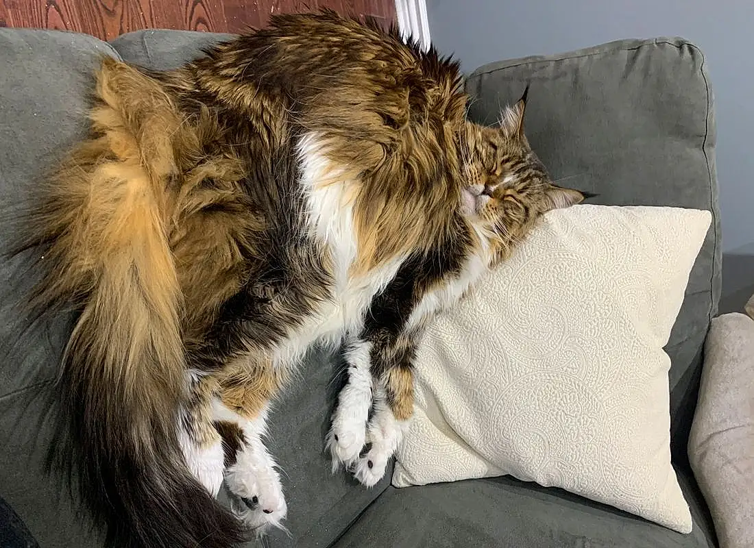 Cat, Comfort, Felidae, Carnivore, Small To Medium-sized Cats, Whiskers, Tail, Maine Coon, Paw, Terrestrial Animal, Furry friends, Claw, Domestic Short-haired Cat, Couch, Nap, Plant, Sleep