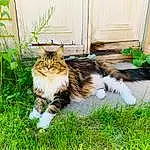 Cat, Plant, Felidae, Carnivore, Small To Medium-sized Cats, Whiskers, Fawn, Grass, Groundcover, Terrestrial Animal, Tail, Snout, Furry friends, Domestic Short-haired Cat, Door, Maine Coon, Flowerpot