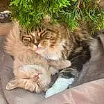 Cat, Felidae, Carnivore, Plant, Whiskers, Small To Medium-sized Cats, Fawn, Comfort, Snout, Grass, Tree, Furry friends, Domestic Short-haired Cat, Paw, Claw, Event, Conifer, Tail, Wood, Fir