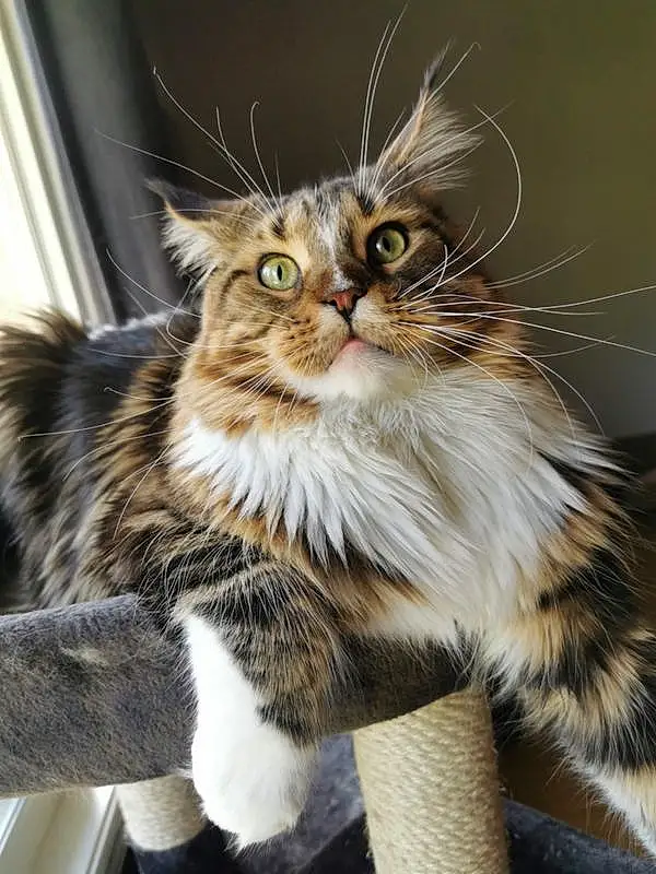 Cat, Felidae, Carnivore, Small To Medium-sized Cats, Whiskers, Maine Coon, Snout, Tail, Terrestrial Animal, Furry friends, Domestic Short-haired Cat, Plant, Claw, British Longhair