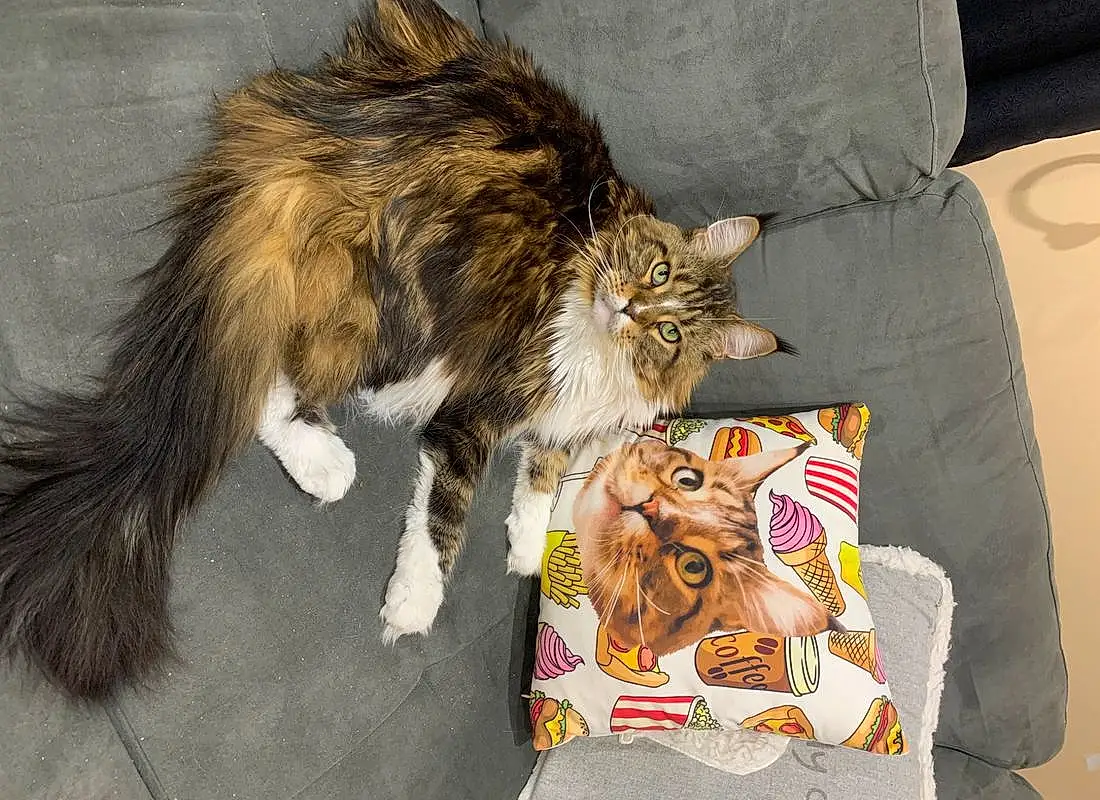 Cat, Felidae, Carnivore, Small To Medium-sized Cats, Whiskers, Fawn, Comfort, Tail, Couch, Domestic Short-haired Cat, Lap, Furry friends, Maine Coon, Paw, Claw, Canidae, Companion dog, British Longhair, Linens