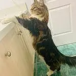 Cat, Felidae, Carnivore, Small To Medium-sized Cats, Whiskers, Tail, Snout, Furry friends, Domestic Short-haired Cat, Terrestrial Animal, Window, Claw, Wood, Hardwood, Paw, Maine Coon, Room, Door