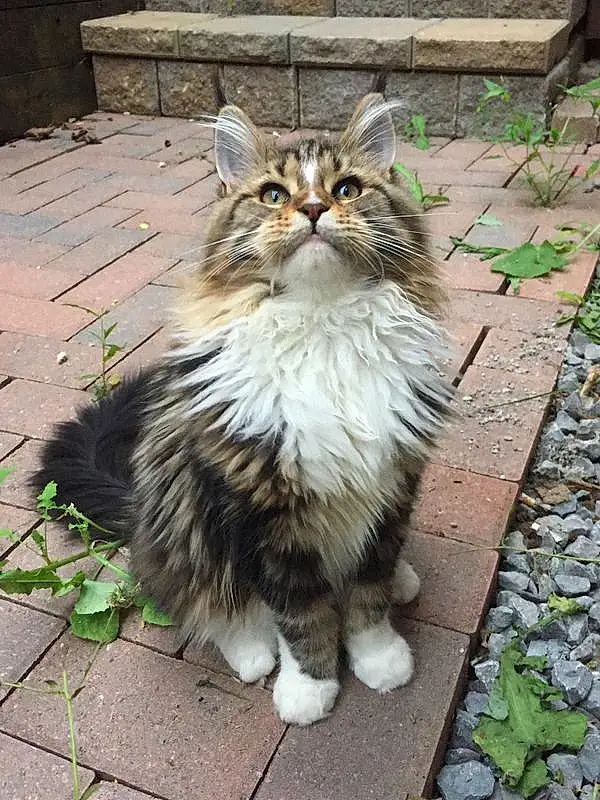 Hair, Cat, Eyes, Felidae, Window, Carnivore, Plant, Small To Medium-sized Cats, Whiskers, Fawn, Terrestrial Animal, Snout, Flowerpot, Tail, Grass, Domestic Short-haired Cat, Furry friends, Door, Road Surface, Maine Coon
