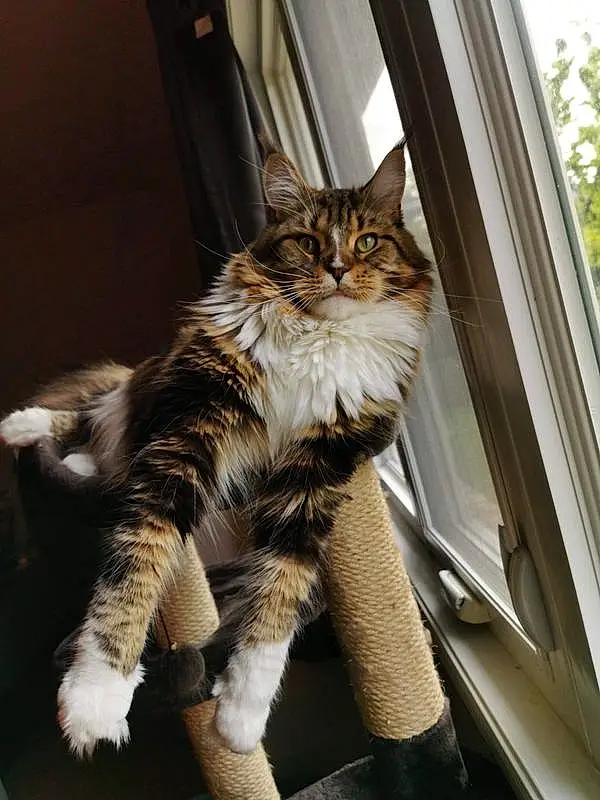 Cat, Window, Felidae, Carnivore, Small To Medium-sized Cats, Whiskers, Tail, Snout, Door, Furry friends, Wood, Domestic Short-haired Cat, Terrestrial Animal, Maine Coon, Human Leg, Sitting, Plant, Claw, Tree, Paw