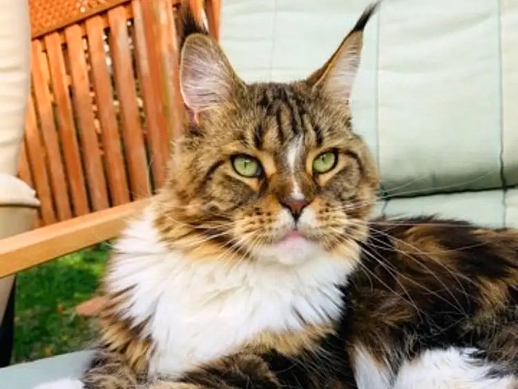 Cat, Eyes, Felidae, Carnivore, Small To Medium-sized Cats, Whiskers, Tree, Snout, Maine Coon, Plant, Tail, Terrestrial Animal, Furry friends, Comfort, Domestic Short-haired Cat, Claw, Sitting, Wood, Paw