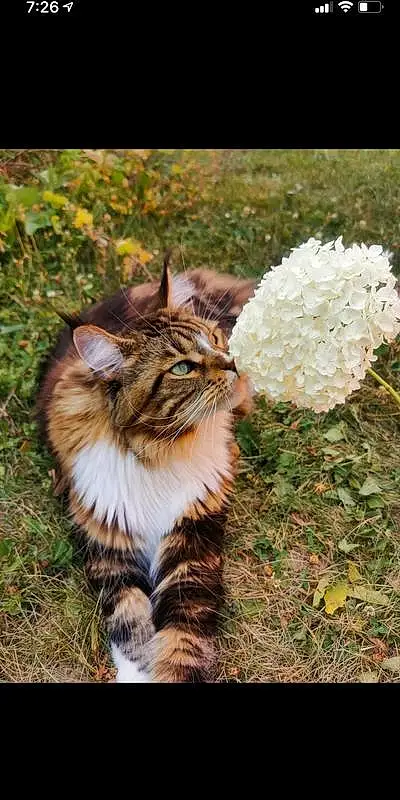 Plant, Cat, Flower, Carnivore, Felidae, Small To Medium-sized Cats, Whiskers, Grass, Fawn, Terrestrial Animal, Snout, Tail, Maine Coon, Tree, Furry friends, Domestic Short-haired Cat, Petal, Soil