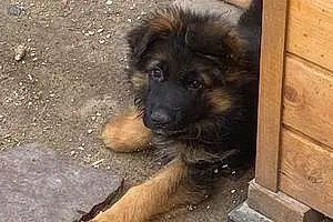 Name German Shepherd Dog Bucky