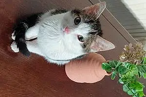 Name Oriental Longhair Cat Kookie