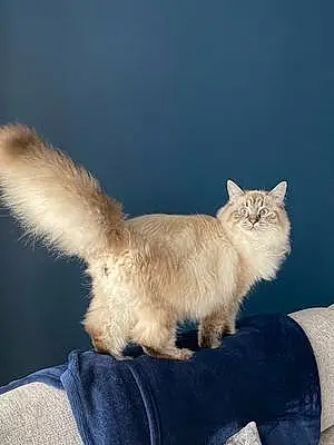 Siberian Cat Enzo