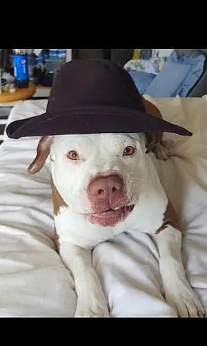 Name Pitt Bull Terrier Dog Bubba