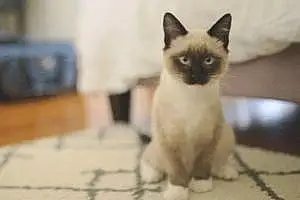 Name Siamese Cat Clio