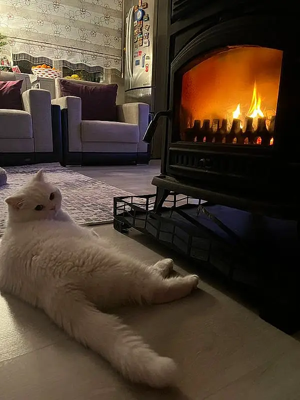 Comfort, Cat, Felidae, Wood, Interior Design, Wood-burning Stove, Small To Medium-sized Cats, Carnivore, Whiskers, Hearth, Living Room, Gas, Hardwood, Fireplace, Heat, Tail, Stove, Fire Screen