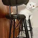 Cat, Chair, Wood, Carnivore, Felidae, Small To Medium-sized Cats, Whiskers, Easel, Comfort, Metal, Tail, Sitting, Furry friends, Bar Stool, Hardwood, Window, Room, Tripod, Domestic Short-haired Cat