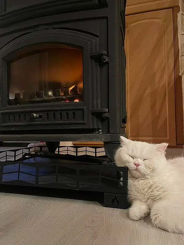 Cat, Wood-burning Stove, Wood, Interior Design, Comfort, Grey, Hearth, Carnivore, Felidae, Gas, Heat, Whiskers, Stove, Home Appliance, Small To Medium-sized Cats, Living Room, Hardwood, Tail, Fireplace