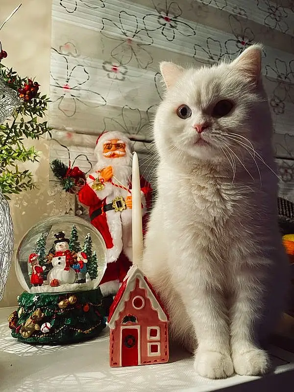 Cat, Carnivore, Felidae, Small To Medium-sized Cats, Whiskers, Christmas Ornament, Christmas Decoration, Event, Window, Ornament, Holiday, Christmas, Furry friends, Interior Design, Winter, Christmas Eve, Holiday Ornament, Domestic Short-haired Cat, Santa Claus, Paw