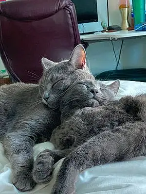 Russian Blue Cat Tux And Chico