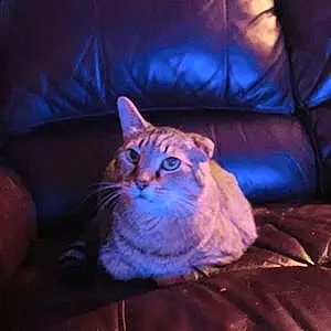 Name American Shorthair Cat Cubby
