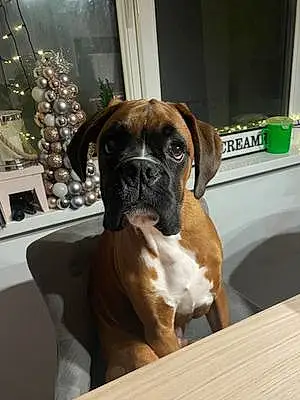 Boxer Dog Ralph
