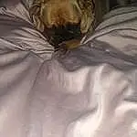 Comfort, Felidae, Carnivore, Fawn, Sleeve, Small To Medium-sized Cats, Whiskers, Cat, Tints And Shades, Linens, Furry friends, Wrinkle, Duvet, Companion dog, Nap, Room, Bedding, Darkness, Sleep, Bed Sheet