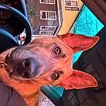 Nose, Head, Window, Dog, Carnivore, Hood, Ear, Jaw, Dog breed, Working Animal, Fawn, Vroom Vroom, Whiskers, Automotive Lighting, Vehicle Door, Snout, Companion dog, Electric Blue, Windshield, Metal