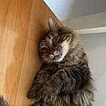 Cat, Felidae, Carnivore, Small To Medium-sized Cats, Door, Wood, Whiskers, Snout, Tail, Hardwood, Terrestrial Animal, Domestic Short-haired Cat, Furry friends, Maine Coon, Claw, Wood Stain