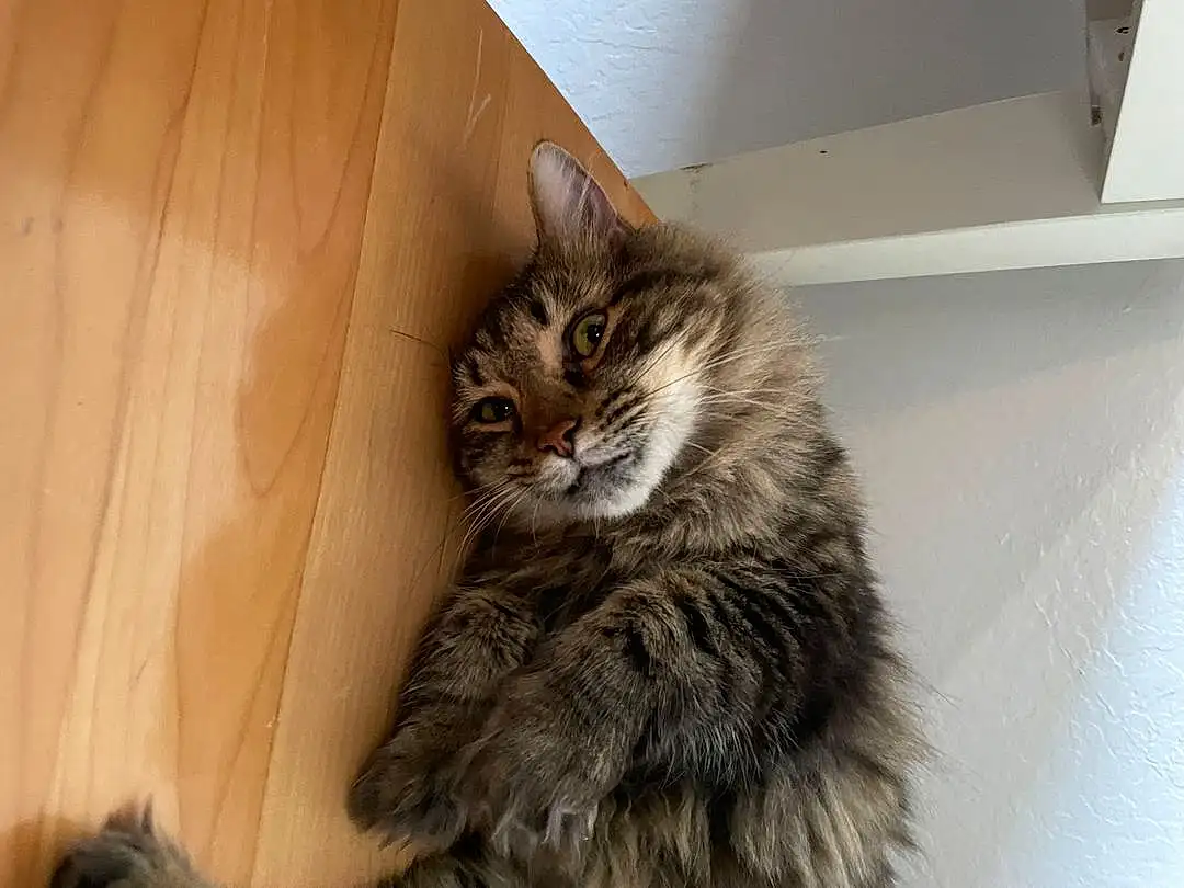 Cat, Felidae, Carnivore, Small To Medium-sized Cats, Door, Wood, Whiskers, Snout, Tail, Hardwood, Terrestrial Animal, Domestic Short-haired Cat, Furry friends, Maine Coon, Claw, Wood Stain