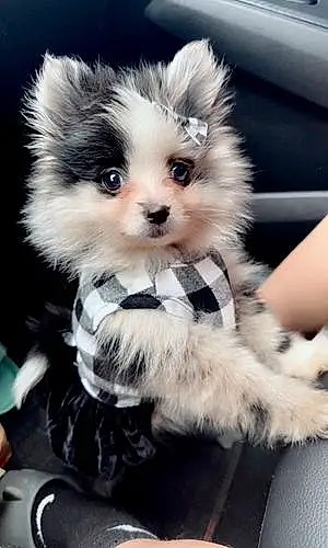 Pomeranian Dog Hazel