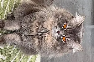 Siberian Cat Shifu