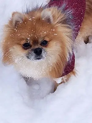 Pomeranian Dog Callie