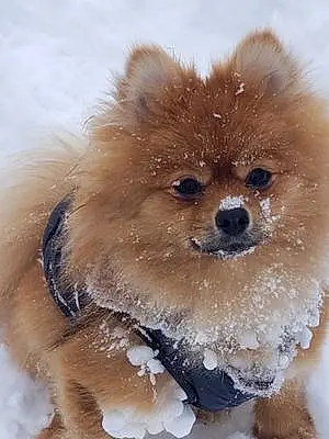 Pomeranian Dog Chloe