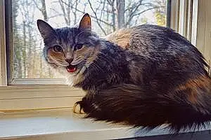 Name Maine Coon Cat Kimchi