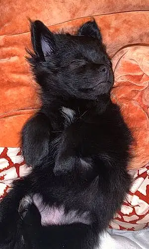 Pomeranian Dog Dazey
