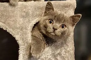 Name British Shorthair Cat Binks