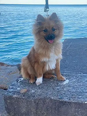 Pomeranian Dog Mini
