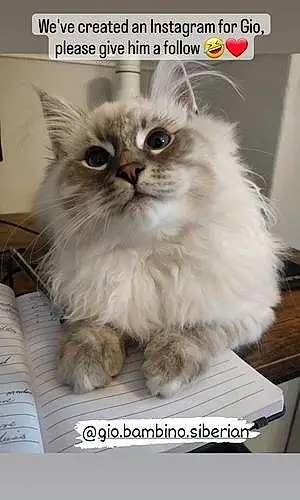 Siberian Cat Gio