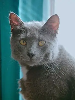 Russian Blue Cat Maverick
