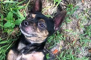 Name Chihuahua Dog Greyson