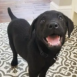 Name Labrador Retriever Dog Boston