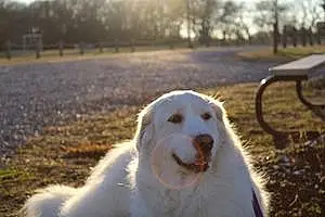 Name Great Pyrenees Dog Annie