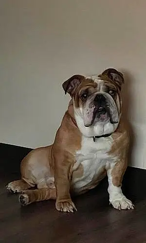 Bulldog Dog Tyson