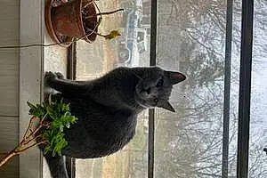 Russian Blue Cat Willow