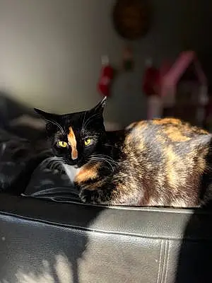 Name Chartreux Cat Estrella
