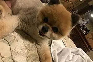 Pomeranian Dog Larry