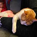 Cat, Leg, Comfort, Textile, Gesture, Lap, Fawn, Carnivore, Felidae, Whiskers, Couch, Small To Medium-sized Cats, Elbow, Tail, Thigh, Human Leg, Foot, Domestic Short-haired Cat