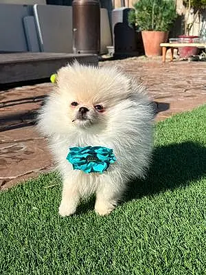 Pomeranian Dog Machita