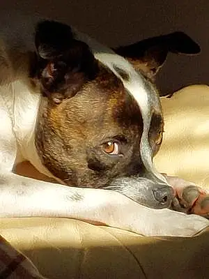 Name Staffordshire Bull Terrier Dog Benji