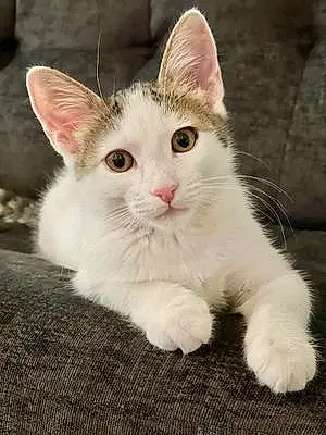 Name Tabby Cat Kiwi
