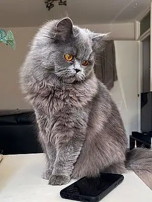 Name Persian Cat Ella